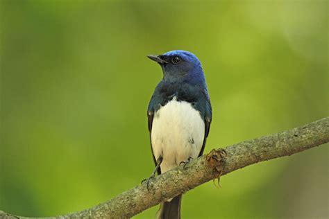 青鳥 象徵